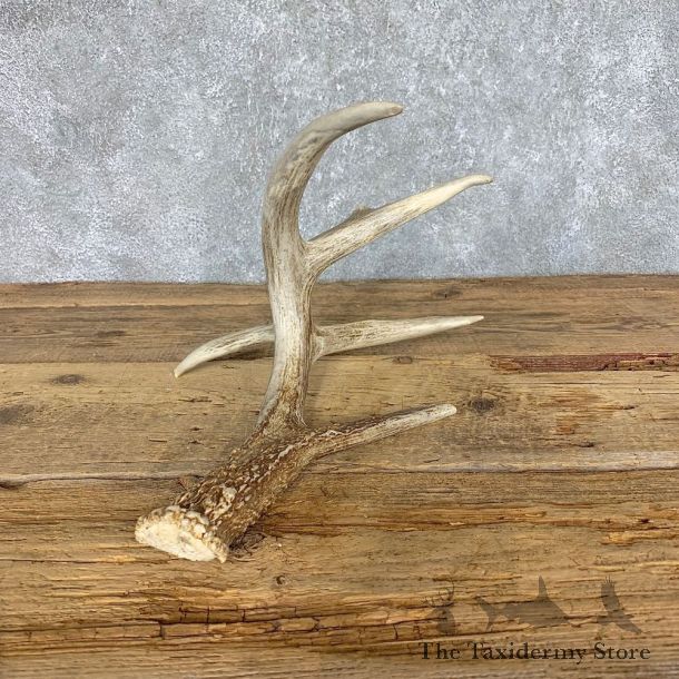 Whitetail Deer Antler Shed For Sale #21506 @ The Taxidermy Store