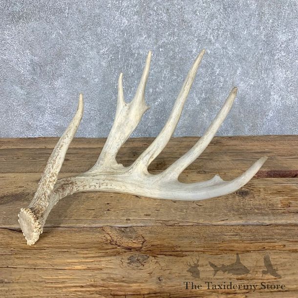 Whitetail Deer Antler Shed For Sale #21508 @ The Taxidermy Store