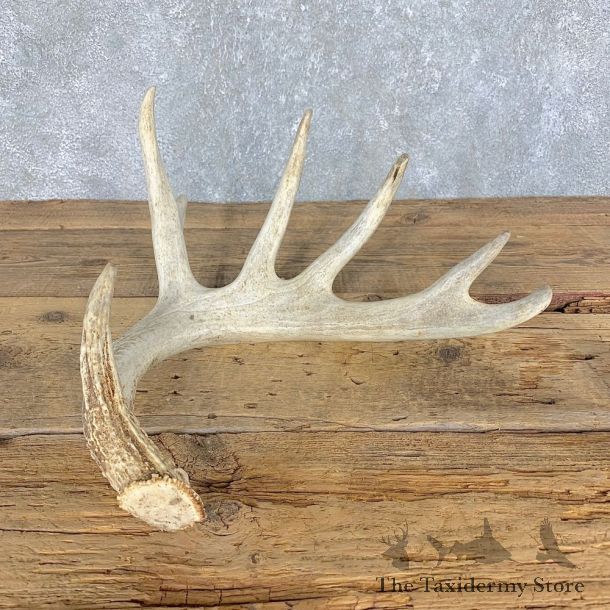 Whitetail Deer Antler Shed For Sale #21509 @ The Taxidermy Store