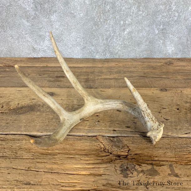 Whitetail Deer Antler Shed For Sale #21510 @ The Taxidermy Store