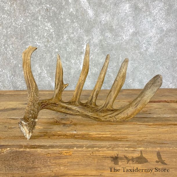 Whitetail Deer Antler Shed For Sale #23971 @ The Taxidermy Store
