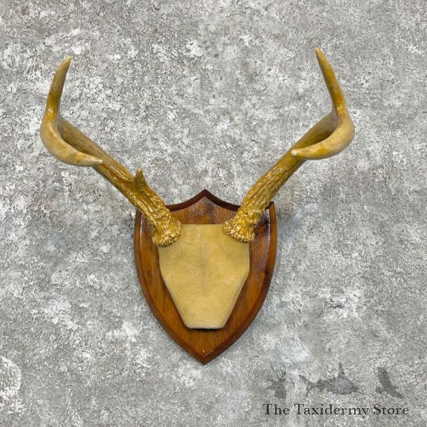 Whitetail Deer Antlers Plaque Mount For Sale #27937 @ The Taxidermy Store