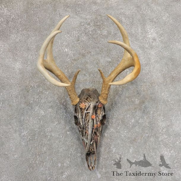 Whitetail Deer Dipped Skull Mount For Sale #21342 @ The Taxidermy Store
