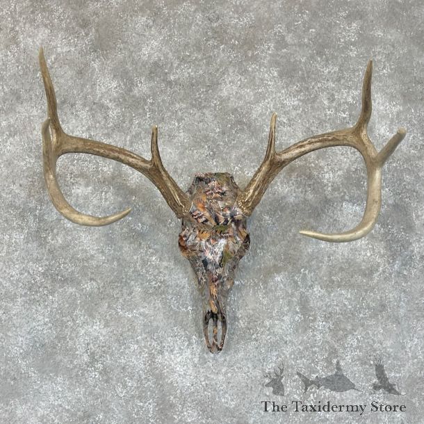 Whitetail Deer Dipped Skull Mount For Sale #21481 @ The Taxidermy Store