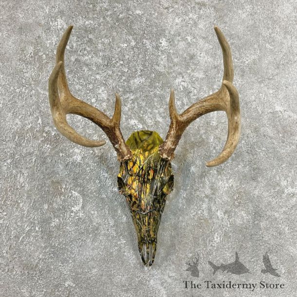 Whitetail Deer Dipped Skull Mount For Sale #26232 @ The Taxidermy Store