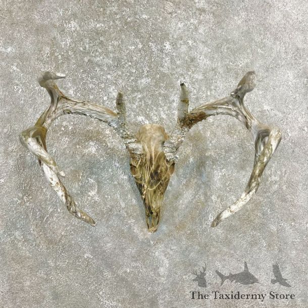Whitetail Deer Dipped Skull Mount For Sale #26234 @ The Taxidermy Store