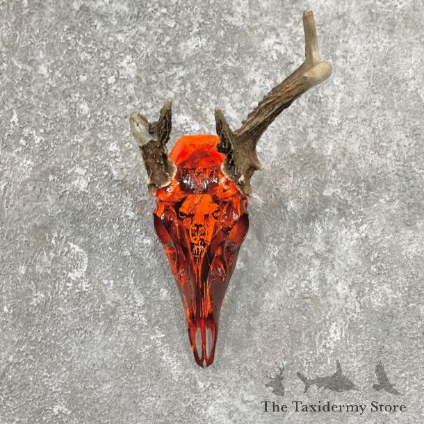 Whitetail Deer Dipped Skull Mount For Sale #26235 @ The Taxidermy Store