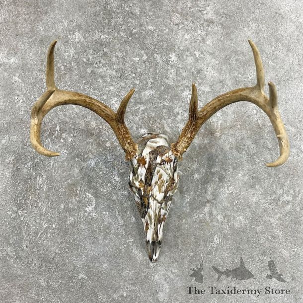 Whitetail Deer Dipped Skull Mount For Sale #26236 @ The Taxidermy Store