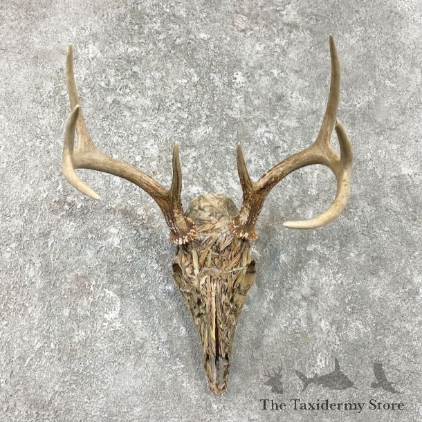 Whitetail Deer Dipped Skull Mount For Sale #26238 @ The Taxidermy Store