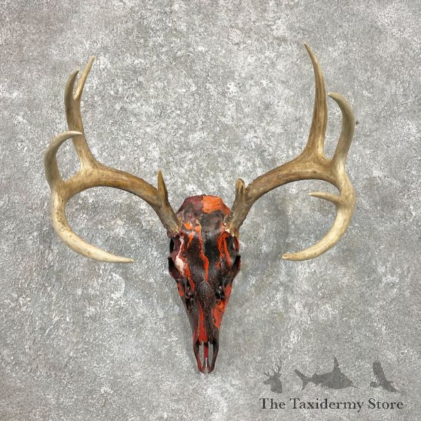 Whitetail Deer Dipped Skull Mount For Sale #26239 @ The Taxidermy Store