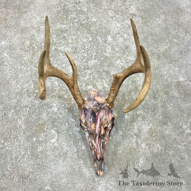 Whitetail Deer Dipped Skull Mount For Sale #26240 @ The Taxidermy Store