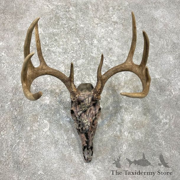 Whitetail Deer Dipped Skull Mount For Sale #26241 @ The Taxidermy Store