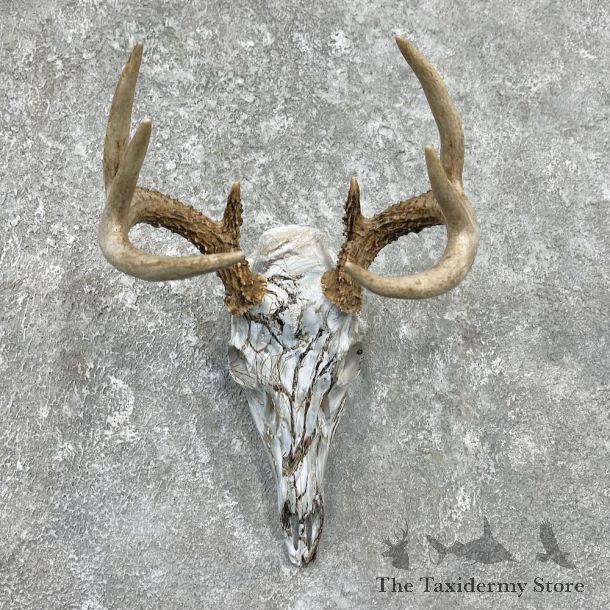 Whitetail Deer Dipped Skull Mount For Sale #26242 @ The Taxidermy Store