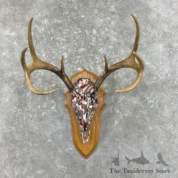 Whitetail Deer Dipped Skull Mount For Sale #26248 @ The Taxidermy Store
