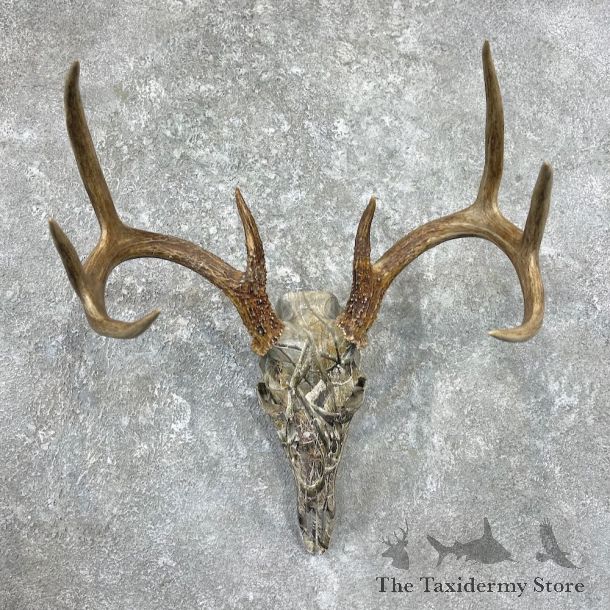 Whitetail Deer Dipped Skull Mount For Sale #26250 @ The Taxidermy Store