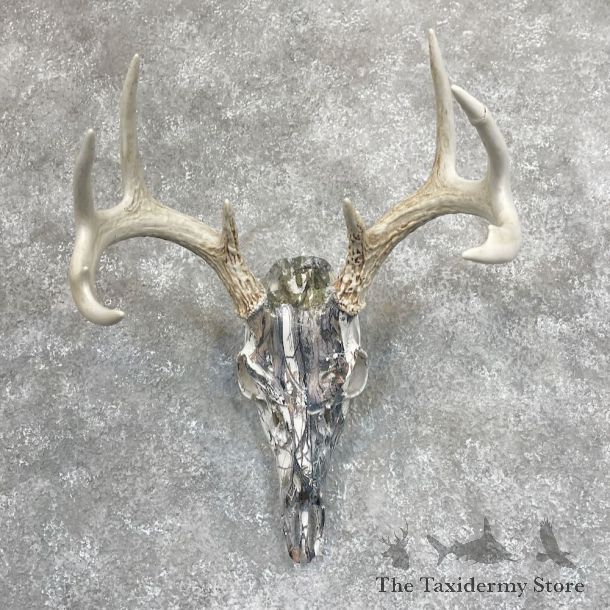 Whitetail Deer Dipped Skull Mount For Sale #28065 @ The Taxidermy Store
