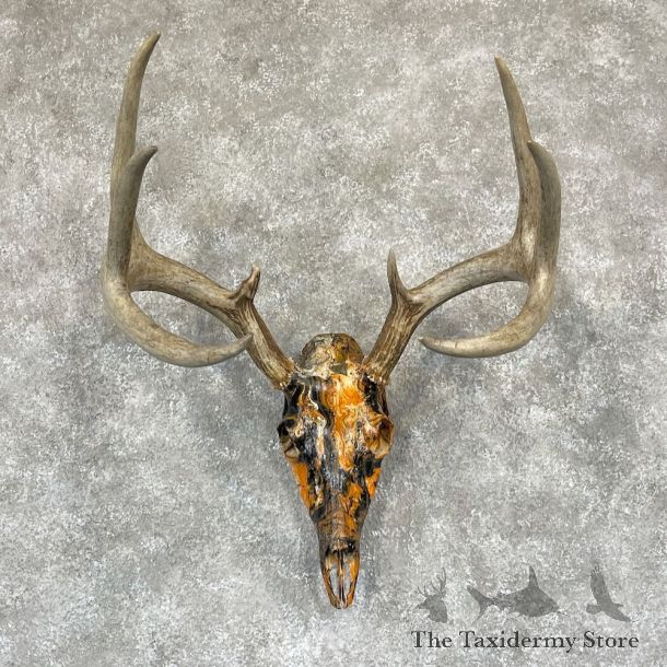 Whitetail Deer Dipped Skull Mount For Sale #28100 @ The Taxidermy Store