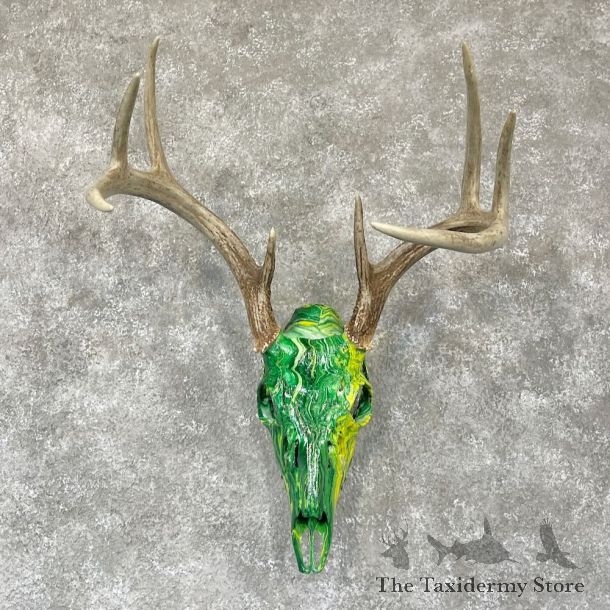 Whitetail Deer Dipped Skull Mount For Sale #28101 @ The Taxidermy Store