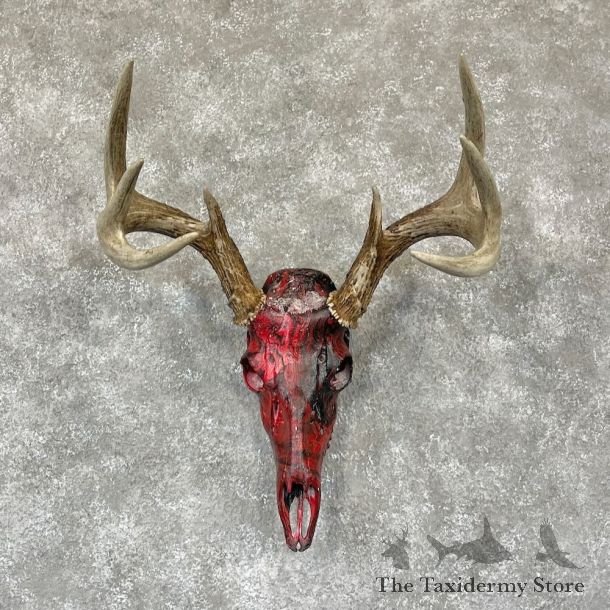 Whitetail Deer Dipped Skull Mount For Sale #28103 @ The Taxidermy Store