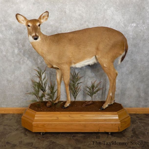 Whitetail Deer Doe Life-Size Mount For Sale #18764 @ The Taxidermy Store