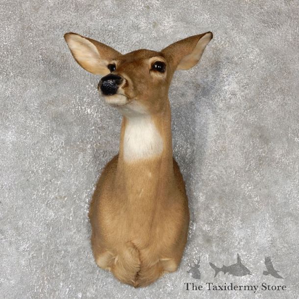 Whitetail Deer Doe Shoulder Mount For Sale #19423 @ The Taxidermy Store