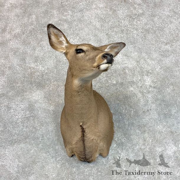 Whitetail Deer Doe Shoulder Mount For Sale #22803 @ The Taxidermy Store