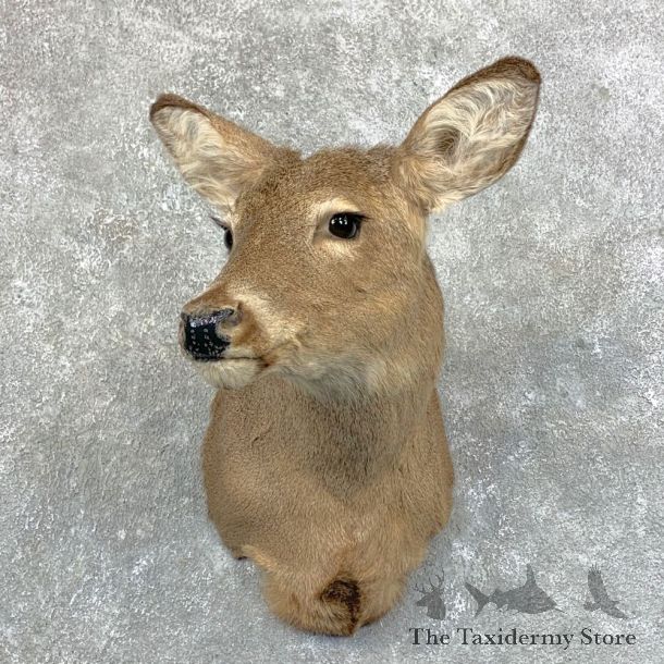 Whitetail Deer Doe Shoulder Mount For Sale #23560 @ The Taxidermy Store