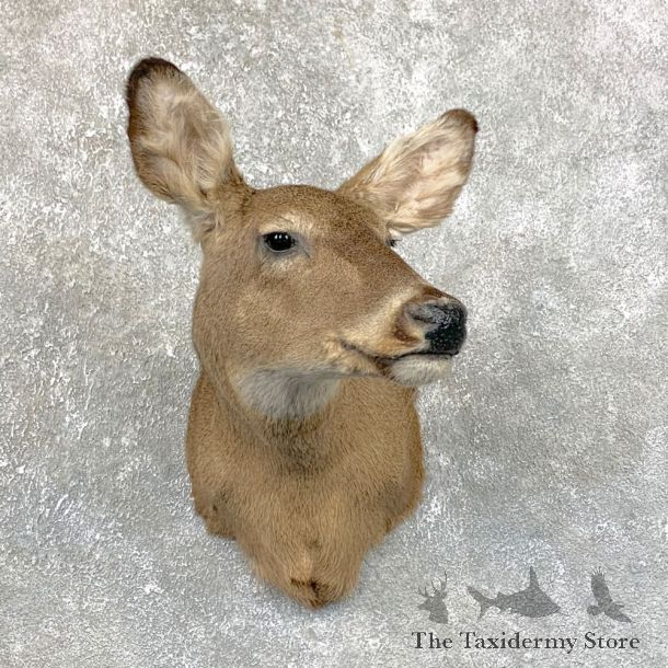 Whitetail Deer Doe Shoulder Mount For Sale #23886 @ The Taxidermy Store