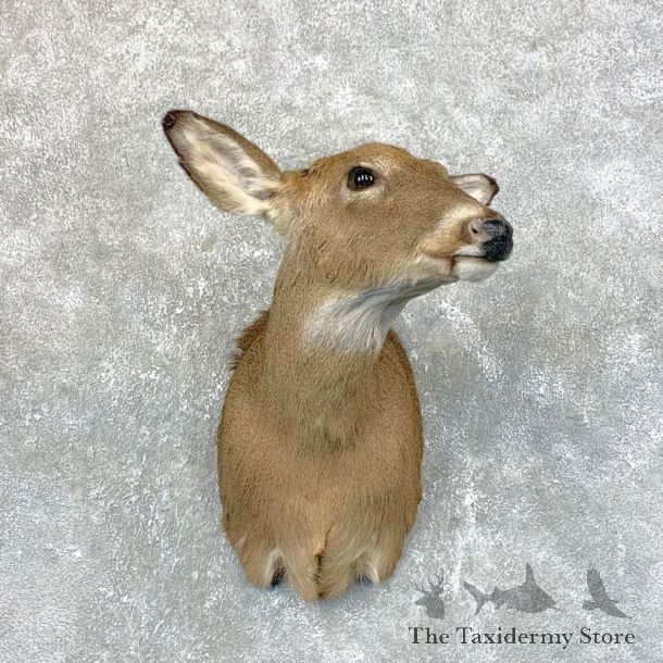 Whitetail Deer Doe Shoulder Mount For Sale #23946 @ The Taxidermy Store
