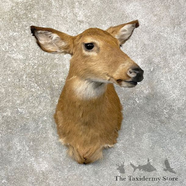Whitetail Deer Doe Shoulder Mount For Sale #24620 @ The Taxidermy Store