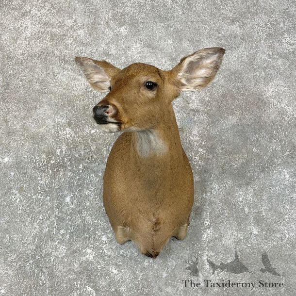 Whitetail Deer Doe Shoulder Mount For Sale #25196 @ The Taxidermy Store