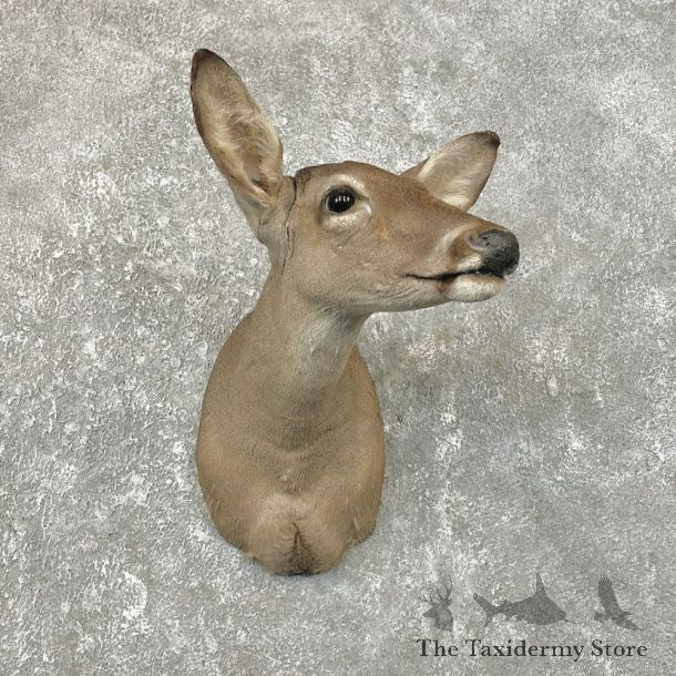 Whitetail Deer Doe Shoulder Mount For Sale #25197 @ The Taxidermy Store