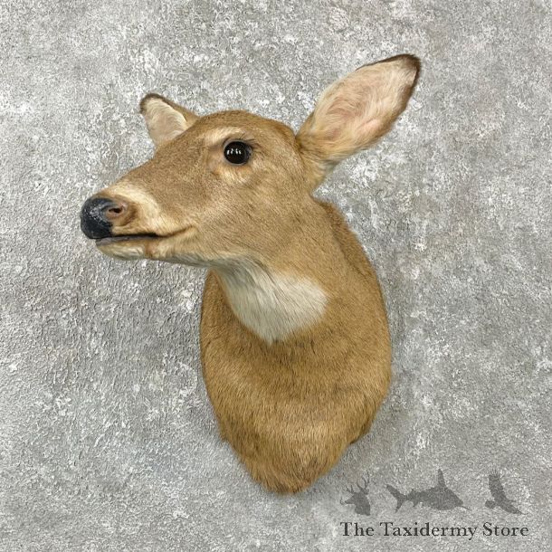 Whitetail Deer Doe Shoulder Mount For Sale #25985 @ The Taxidermy Store