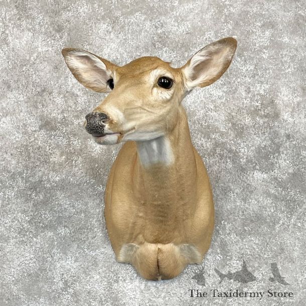 Whitetail Deer Doe Shoulder Mount For Sale #28085 @ The Taxidermy Store