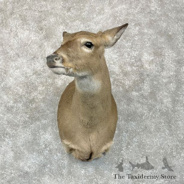 Whitetail Deer Doe Shoulder Mount For Sale #28086 @ The Taxidermy Store