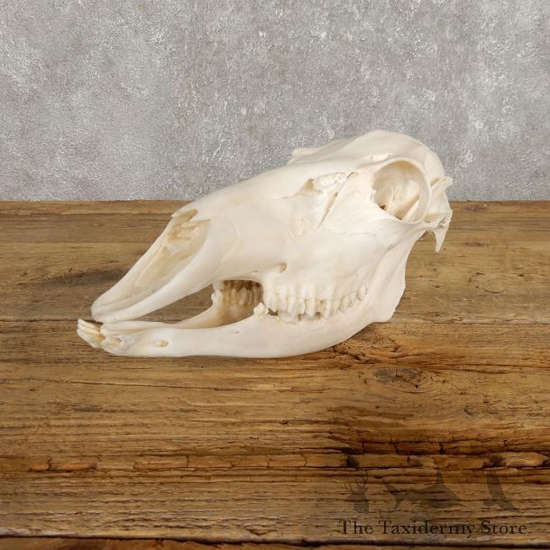 Whitetail Deer Doe Skull European Mount #19924 For Sale @ The Taxidermy Store