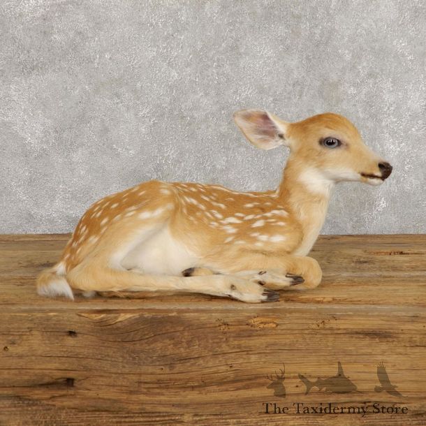 Whitetail Deer Fawn Life-Size Mount For Sale #18799 - The Taxidermy Store