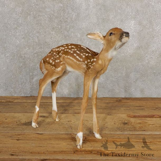 Whitetail Deer Fawn Life-Size Mount For Sale #20687 - The Taxidermy Store