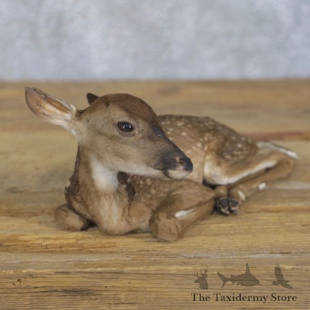 Whitetail Deer Fawn Life-Size Mount For Sale #22198 - The Taxidermy Store