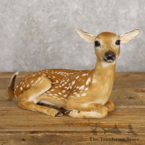 Whitetail Deer Fawn Life-Size Mount For Sale #22221 - The Taxidermy Store