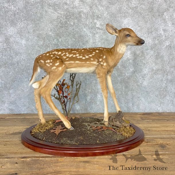 Whitetail Deer Fawn Life-Size Mount For Sale #23197 - The Taxidermy Store