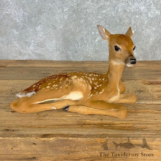 Whitetail Deer Fawn Life-Size Mount For Sale #23312 - The Taxidermy Store