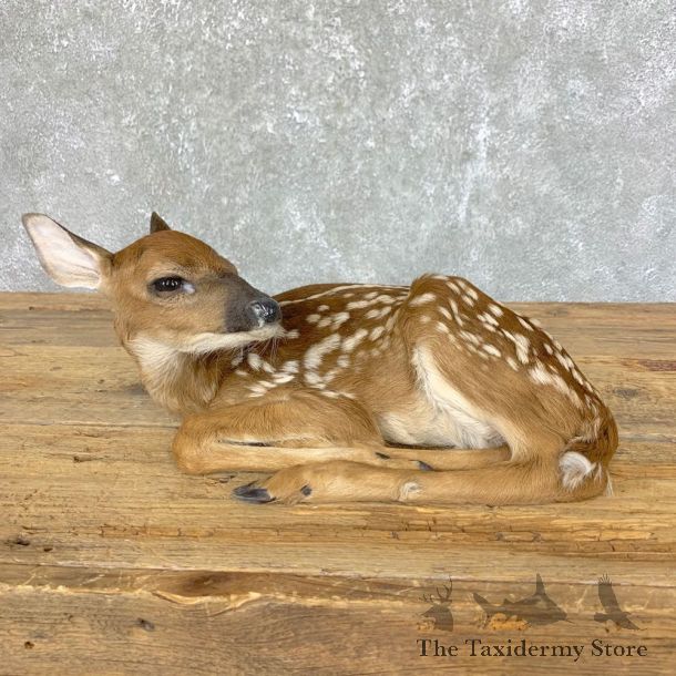Whitetail Deer Fawn Life-Size Mount For Sale #23916 - The Taxidermy Store