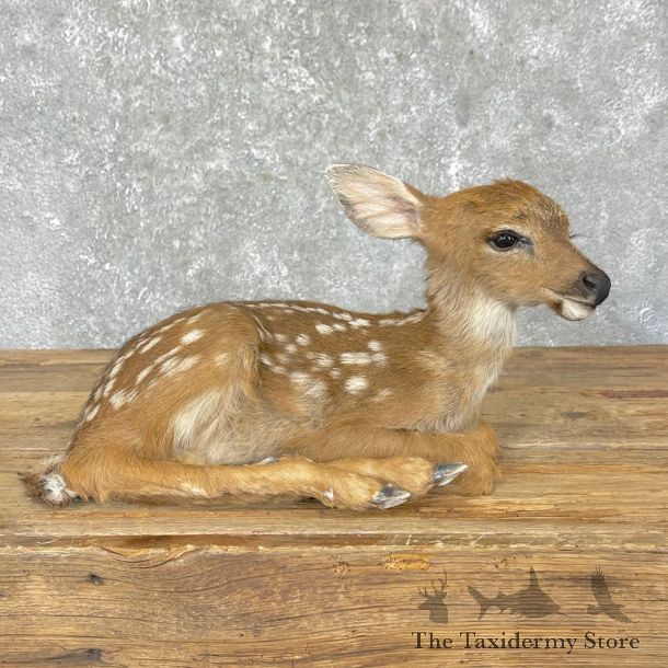 Whitetail Deer Fawn Life-Size Mount For Sale #24696 - The Taxidermy Store