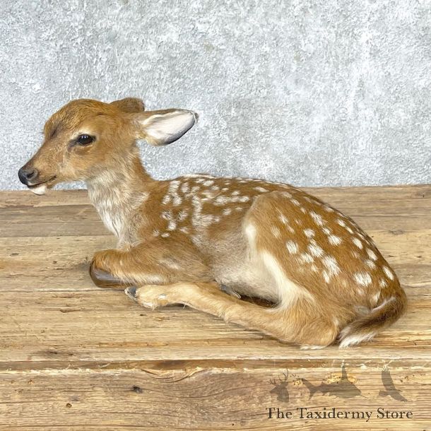 Whitetail Deer Fawn Life-Size Mount For Sale #24698 - The Taxidermy Store