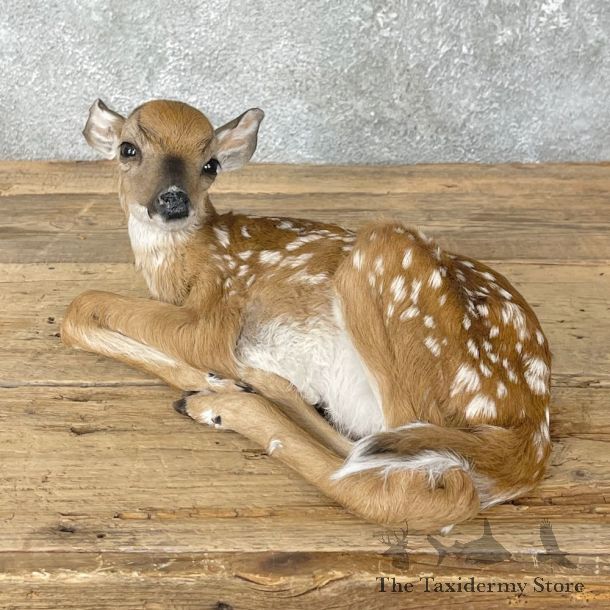Whitetail Deer Fawn Life-Size Mount For Sale #26010 - The Taxidermy Store
