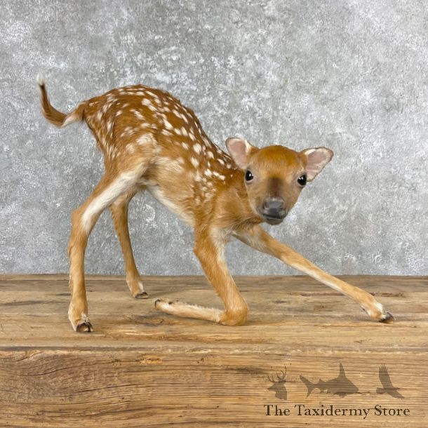 Whitetail Deer Fawn Life-Size Mount For Sale #26996 - The Taxidermy Store