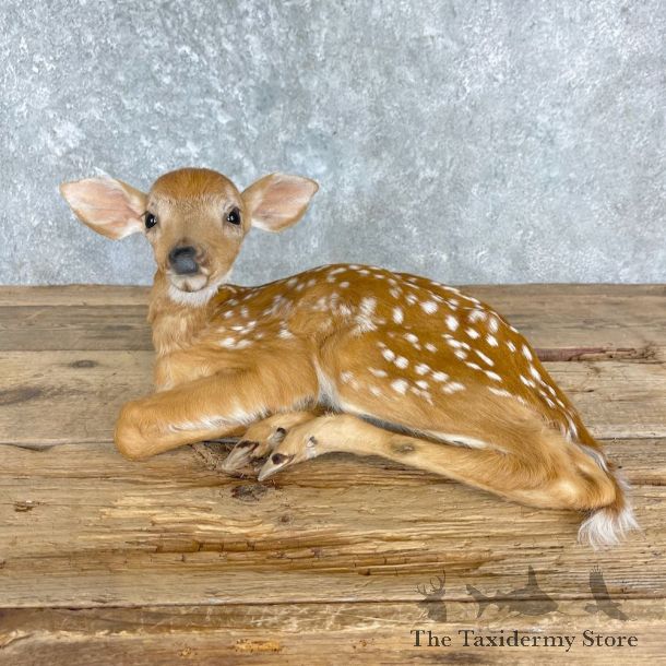 Whitetail Deer Fawn Life-Size Mount For Sale #27207 - The Taxidermy Store