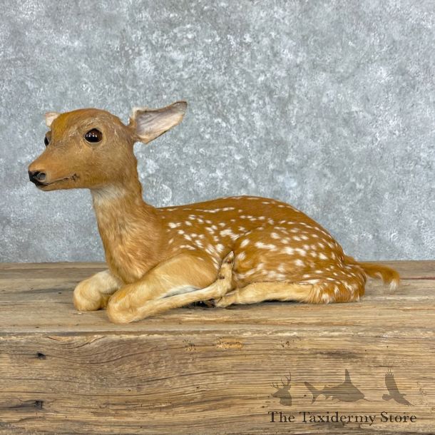 Whitetail Deer Fawn Life-Size Mount For Sale #27373 - The Taxidermy Store