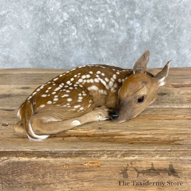 Whitetail Deer Fawn Life-Size Mount For Sale #27374 - The Taxidermy Store